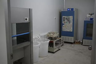 雙興新盛木耳菌包廠 優(yōu)質(zhì)菌包熱銷中，專業(yè)技術(shù)助力致富路